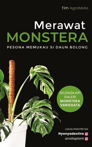 MERAWAT MONSTERA PESONA MEMUKAU SI DAUN BOLONG