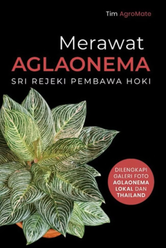 MERAWAT AGLAONEMA SRI REJEKI PEMBAWA HOKI 